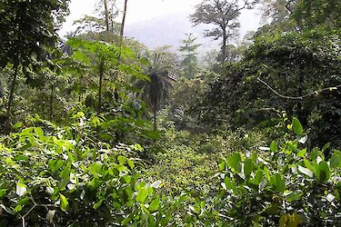 Tropischer Regenwald von Kpalime