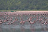 Tag 4: Flamingos im Lake-Nakuru-Nationalpark