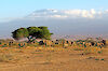 Tag 4: Amboseli-Nationalpark