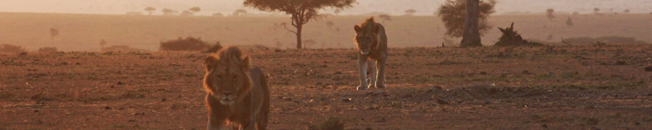 Zwei Löwenbrüder in der Massai Mara