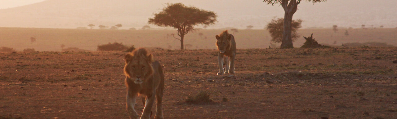 Zwei Löwenbrüder in der Massai Mara