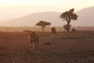 Zwei Löwenbrüder in der Massai Mara