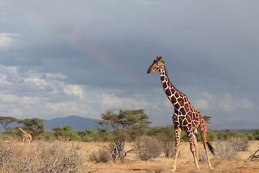 Giraffe im Samburu-Nationalreservat