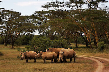 Herde Breitmaulnashörner im Solio Schutzgebiet