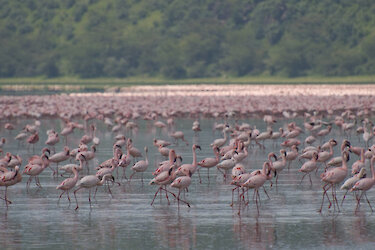 Flamingos im Lake Nakuru