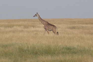 Giraffe in weiter Landschaft