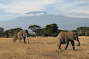 Tag 12: Safari im Amboseli-Nationalpark