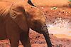 Tag 2: Ankunft Nairobi – Adoption eines Waisenelefanten