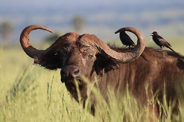 Büffel im Murchison-Falls-Nationalpark-in-Uganda