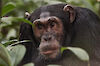 Tag 12 & 13: Schimpansen im Kibale-Forest-Nationalpark