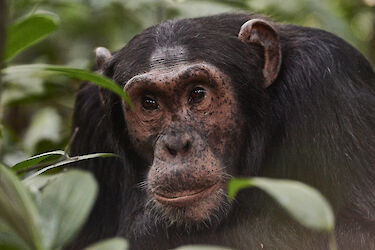 Tag 11 & 12: Schimpansen im Kibale-Forest-Nationalpark