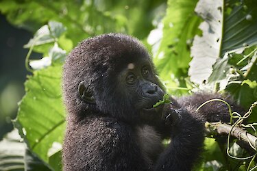 Gorillababy kaut Blätter im Bwindi-Nationalpark in Uganda