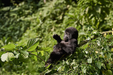 Tag 13 & 14: Gorillas im Bwindi-Impenetrable-Nationalpark