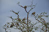 Tag 17: Vogelparadies Lake-Mburo-Nationalpark