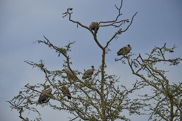 Tag 16: Vogelparadies Lake-Mburo-Nationalpark