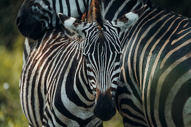 Zebrafohlen im Lake-Mburo-Nationalpark in Uganda