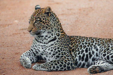 Leopard im Lake-Mburo-Nationalpark in Uganda