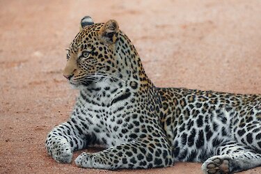 Leopard im Lake-Mburo-Nationalpark in Uganda