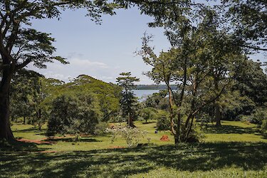 Blick auf den Viktoriasee vom botanischen Garten in Entebbe in Uganda
