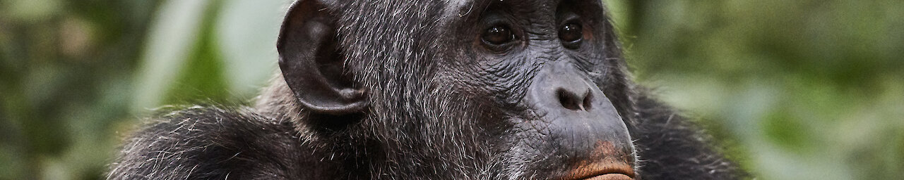 Schimpanse im Kibale-Forest-Nationalpark