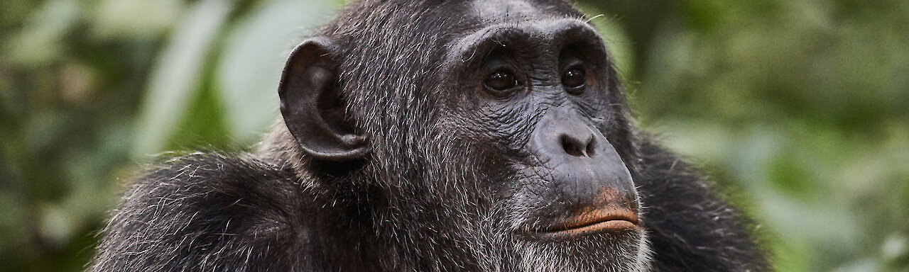 Schimpanse im Kibale-Forest-Nationalpark