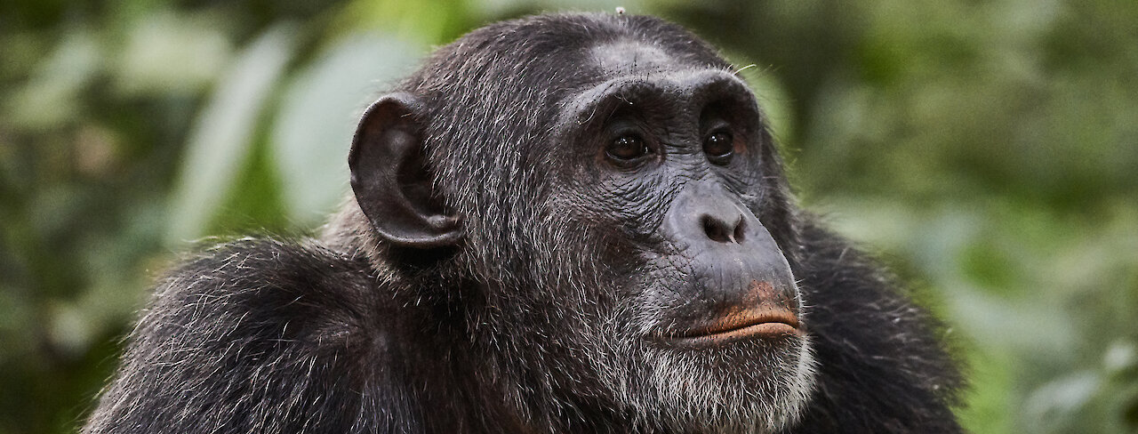 Schimpanse im Kibale-Forest-Nationalpark