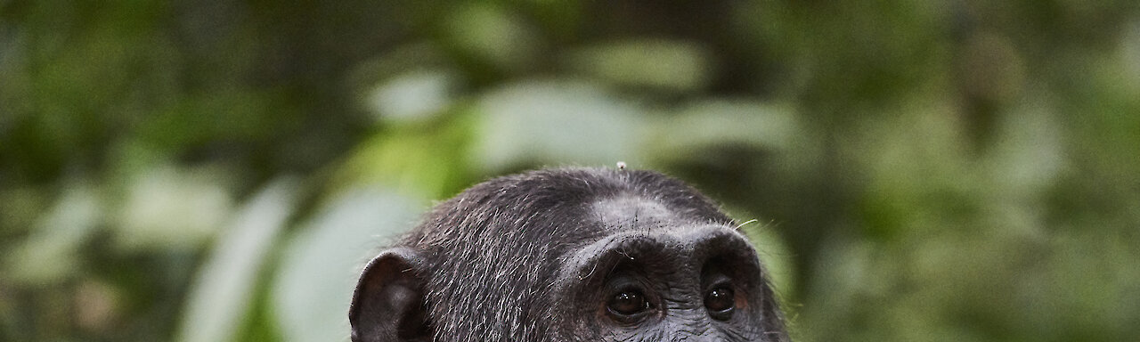 Schimpanse im Kibale-Forest-Nationalpark