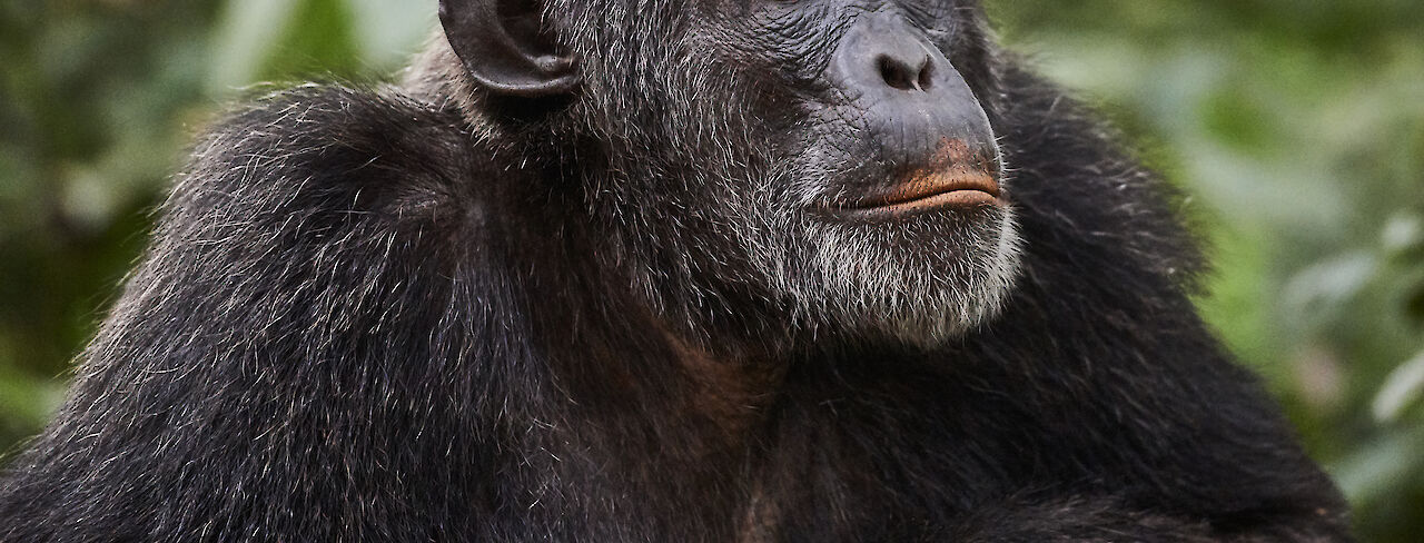 Schimpanse im Kibale-Forest-Nationalpark