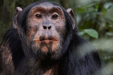 Tag 3: Schimpansen-Trekking im Kibale-Forest-Nationalpark