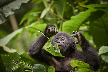 Tag 7 & 8: Gorilla-Trekking und Dorfspaziergang in Rubuguri