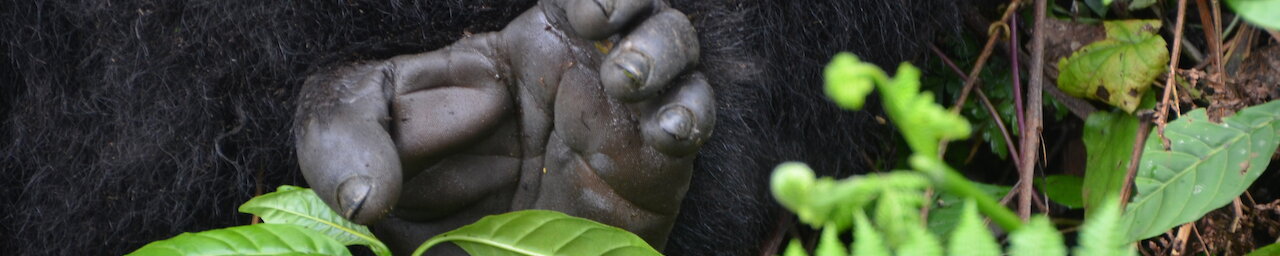 Gorilla im Vulcanoes Nationalpark