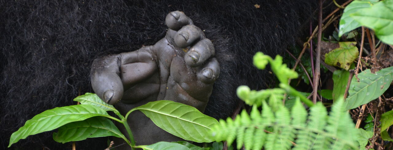 Gorilla im Vulcanoes Nationalpark