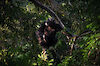 Tag 6: Schimpansen- und Stummelaffen-Tracking