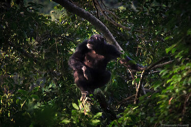 Tag 5: Schimpansen- und Stummelaffen-Tracking