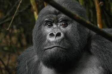 Tag 10: Gorilla-Tracking in Kinigi