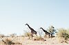 Selbstfahrerreise nach Südafrika - Auf neuen Pfaden im Northern Cape