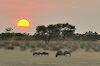 Tag 14 - 16: Kgalagadi-Transfrontier-Park
