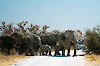Tag 5 & 6: Safari im Etosha-Nationalpark
