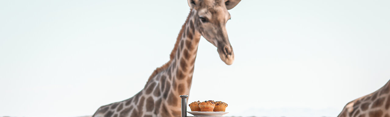 Giraffe beim high tea im Guesthouse Voigtland