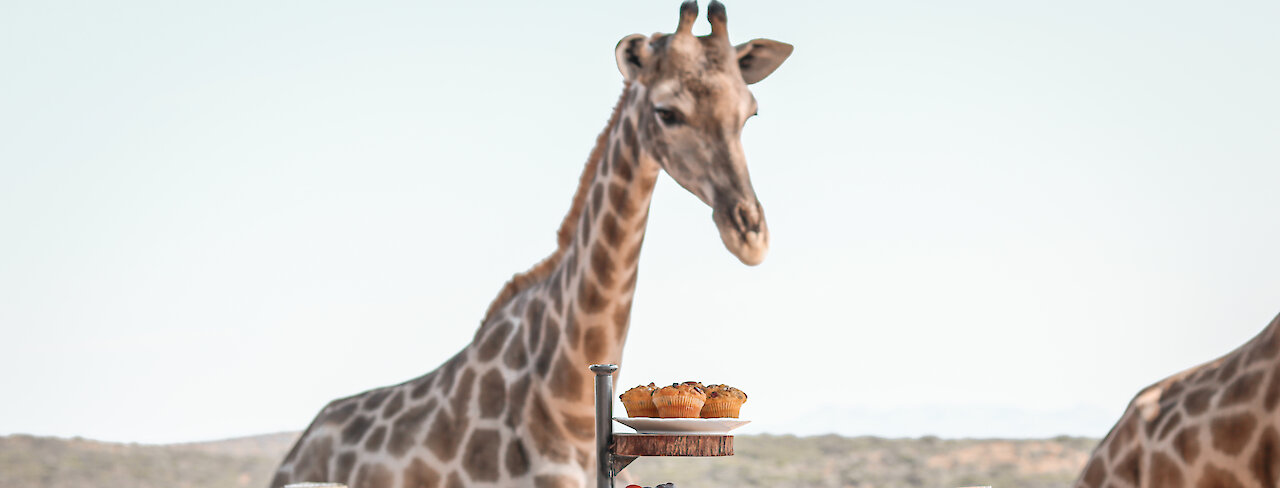 Giraffe beim high tea im Guesthouse Voigtland