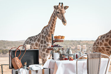 Giraffe beim high tea im Guesthouse Voigtland