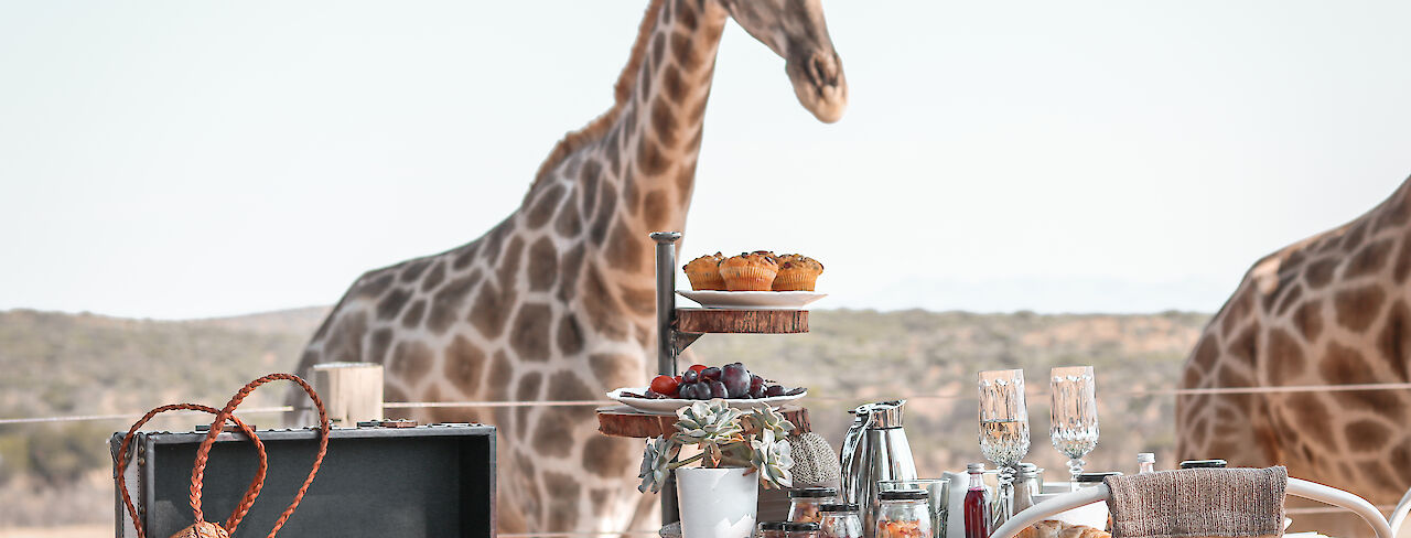High Tea mit Giraffen