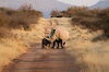 Nashörner in Namibia