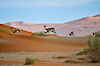 Antilopen in der wüste