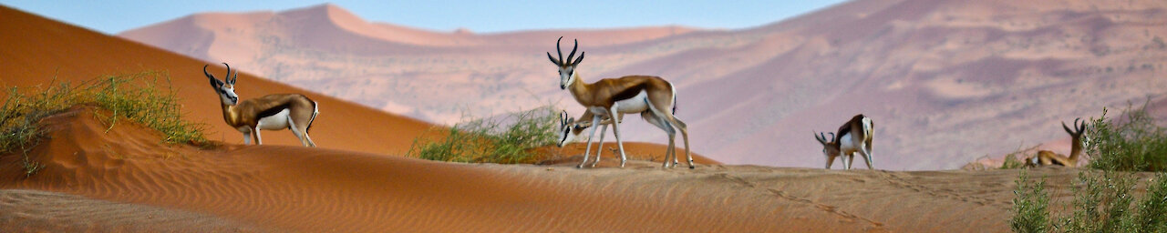 Antilopen in der wüste