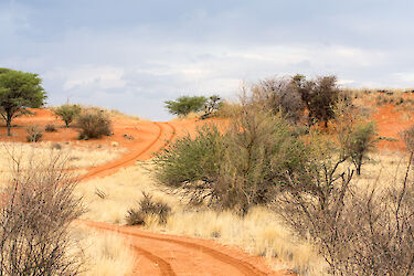 Tag 2: Die Dünen der Kalahari