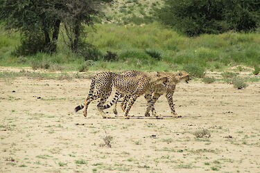 Tag 3 & 4: Safari im Kgalagadi-Transfrontier-Park