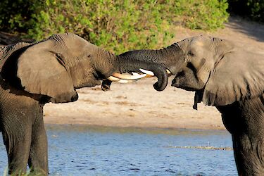 Zwei Elefanten am Fluss