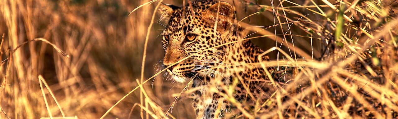 Leopard im South Luangwa National Park, Zambia