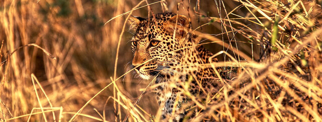 Leopard im South Luangwa National Park, Zambia